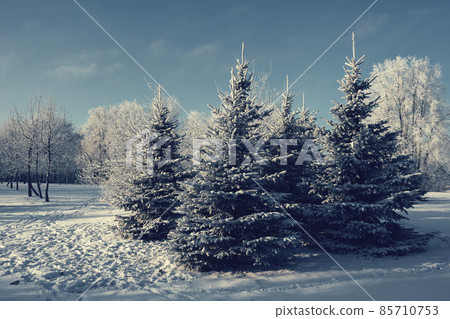 Snowy winter landscape in a city park. Snowy winter landscape in a city park. 85710753