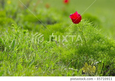 Beautiful red flowers grow in the mountains. Unusual purple plants on the background of green grass on the hills. 85710911