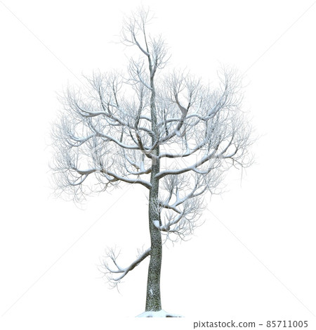 Winter tree in the snow isolated on white background 3d illustration 85711005
