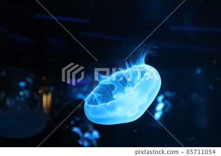 漂浮在水族館點燃的水族館的水母風景 漂浮在水族館點燃的水族館的水母風景 85711054