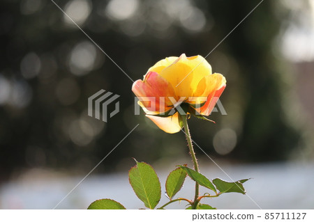 A landscape of rose flowers called Gold Marie 84, which is about to open with yellow and pink petals that are transparent with light A landscape of rose flowers called Gold Marie 84, which is about to open with yellow and pink petals that are transparent with light 85711127