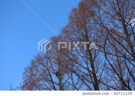 藍天鳥巢的冬死水杉樹景觀 85711129