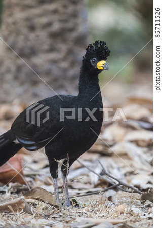 Bare faced Curassow, in a jungle environment, Pantanal Brazil Bare faced Curassow, in a jungle environment, Pantanal Brazil 85711526