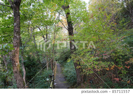 Kobanogawa老鼠的果實 85711557