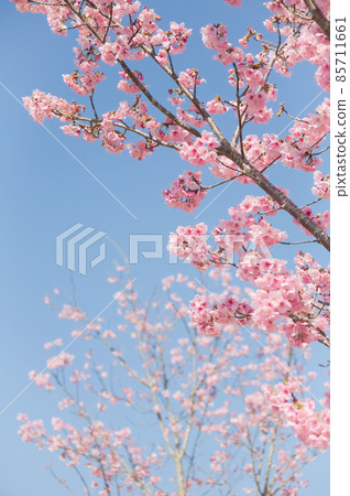 高調風格的河津櫻花 85711661