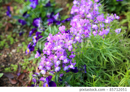 Linaria flowers Linaria flowers 85712051