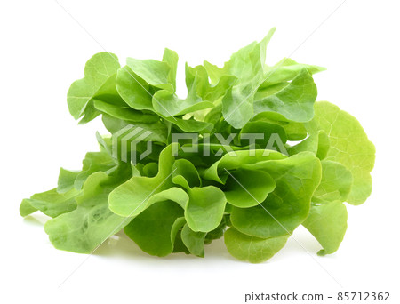 Green oak lettuce leaves isolated on white background Green oak lettuce leaves isolated on white background 85712362
