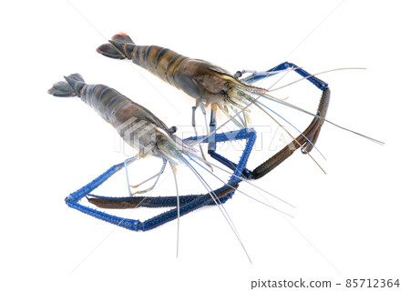 Fresh shrimp isolated on white background Fresh shrimp isolated on white background 85712364
