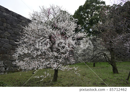 Imperial Palace East Garden Plum Trees Imperial Palace East Garden Plum Trees 85712462