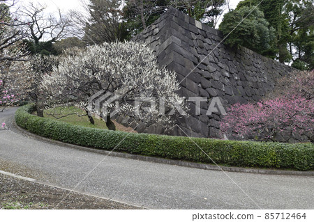 Imperial Palace East Garden Plum Trees Imperial Palace East Garden Plum Trees 85712464