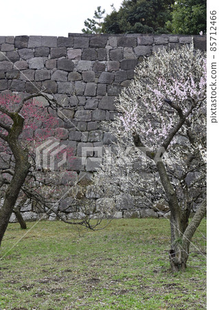 Imperial Palace East Garden Plum Trees Imperial Palace East Garden Plum Trees 85712466