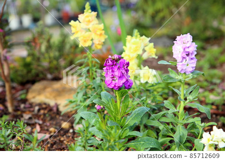 Stock flowers Stock flowers 85712609