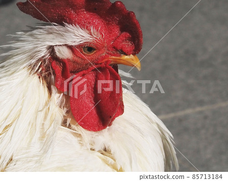 Chicken Chicken 85713184