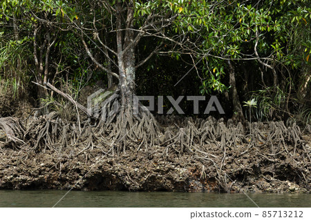 Amami Oshima Mangrove Amami Oshima Mangrove 85713212