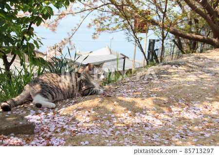 Cat on the island of the Seto Inland Sea [Ogijima] 85713297
