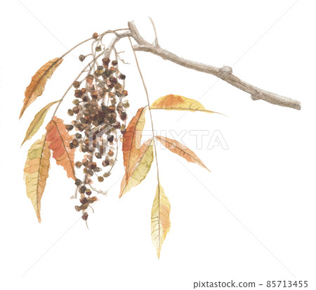 漆樹白膠樹果實和葉子 85713455