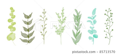 Illustration set of herbs drawn in watercolor Illustration set of herbs drawn in watercolor 85713570