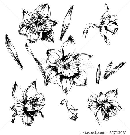 Narcissus hand-drawn line drawing illustration set 85713681