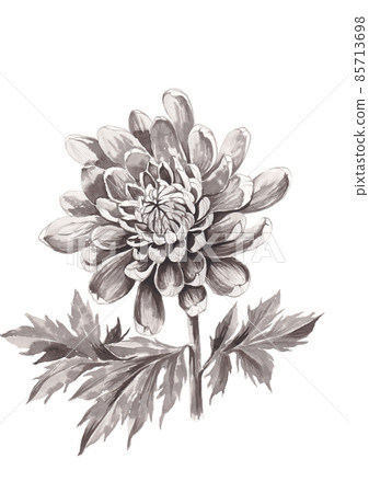 菊花手繪水墨畫-插圖素材[85713698] - PIXTA圖庫