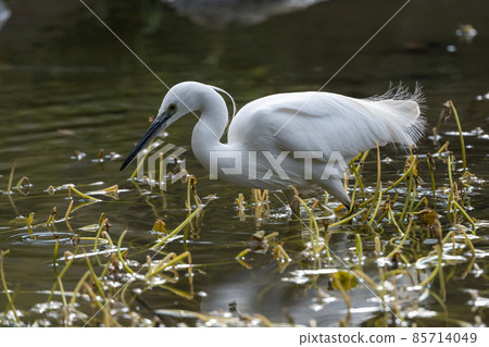 Little egrets are walking in the shallow waters where winter-dead aquatic plants grow, looking for food. 85714049