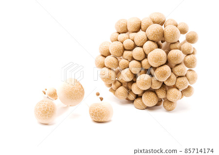 Brown shimeji mushroom isolated on white background. Japanese food 85714174