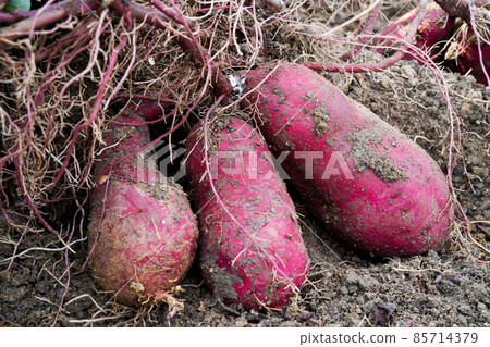 Harvesting sweet potatoes with vine on ground in garden. Harvesting sweet potatoes with vine on ground in garden. 85714379