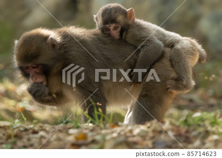 A Japanese macaque cub is hugging the back of an older monkey and looking at me. looking at the camera. 85714623
