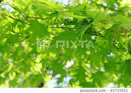Blue autumn leaves 2 Blue autumn leaves 2 85715032