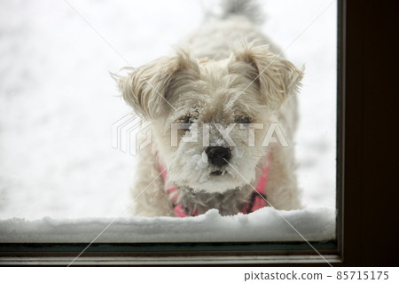 Snow Covered Dog Waiting to Come Inside Snow Covered Dog Waiting to Come Inside 85715175