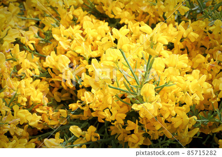 Closeup of golden flowers on a Lydia shrub Closeup of golden flowers on a Lydia shrub 85715282