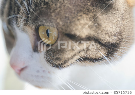 Scottish Fold kitten taken with a macro lens Scottish Fold kitten taken with a macro lens 85715736