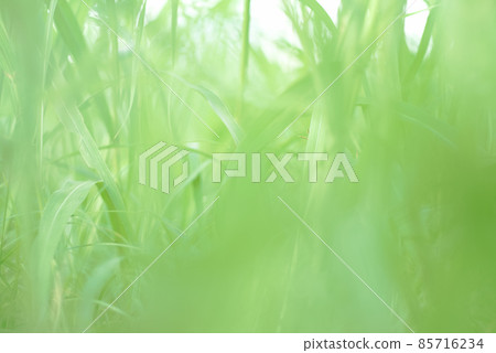 Lush wild grass Lush wild grass 85716234