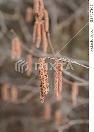 Flower catkins of hazel tree Coryllus avellana in spring Flower catkins of hazel tree Coryllus avellana in spring 85717508