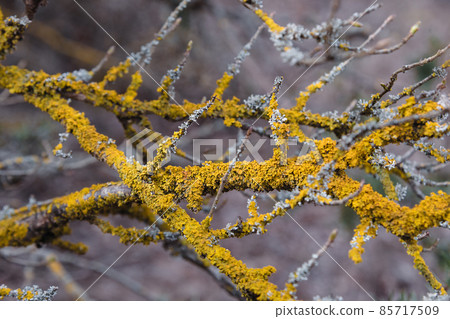 Common orange lichen, Xanthoria parietina on branch of tree 85717509