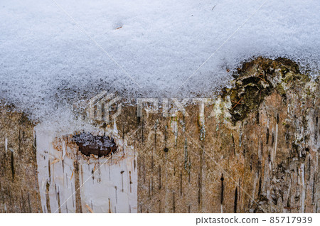 Frozen snow on a fallen tree Frozen snow on a fallen tree 85717939