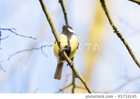 Little yellow bird in the summer Little yellow bird in the summer 85718245