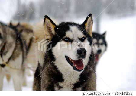 Dog in the snow in France Dog in the snow in France 85718255