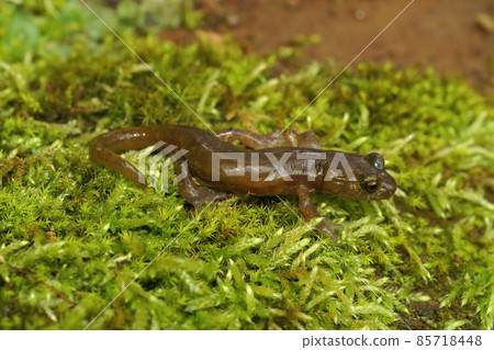 Closeup on a subadutl of the endangered limestone salamanderendangered , Hydromantes brunus from Merced River, California 85718448