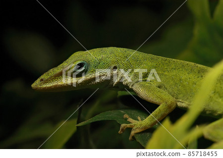 Close up on the North American green Anol, Anolis carolinensis, sitting on some green leafs 85718455