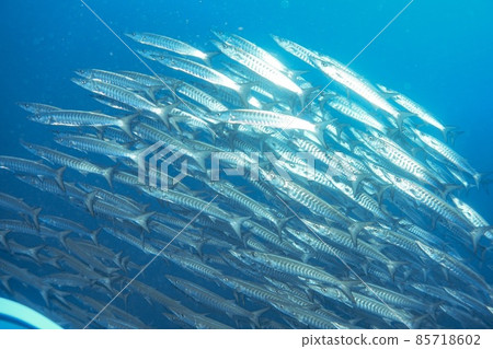與一群魚一起潛水游泳 85718602
