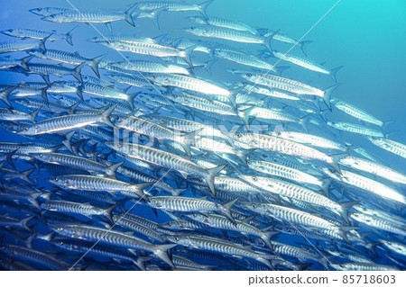 與條紋梭魚一起游泳 85718603