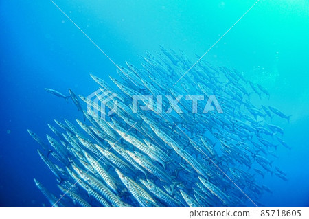 一群魚 85718605