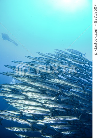 魚學校 魚學校 85718607