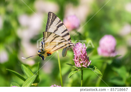 Beautiful Butterfly Scarce Swallowtail, Sail Swallowtail, Pear-tree Swallowtail, Podalirius. Latin name Iphiclides podaliriu. Butterfly collects nectar on flower. 85718667