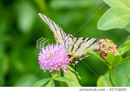 Beautiful Butterfly Scarce Swallowtail, Sail Swallowtail, Pear-tree Swallowtail, Podalirius. Latin name Iphiclides podaliriu. Butterfly collects nectar on flower. 85718685