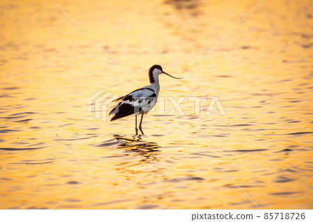 Water bird pied avocet, Recurvirostra avosetta, standing in the water in orange sunset light. The pied avocet is a large black and white wader with long, upturned beak 85718726