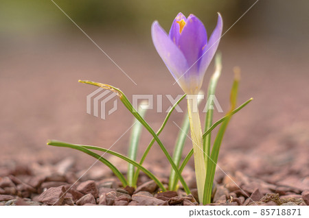 yellow blue white crocus in spring easter season garden 85718871