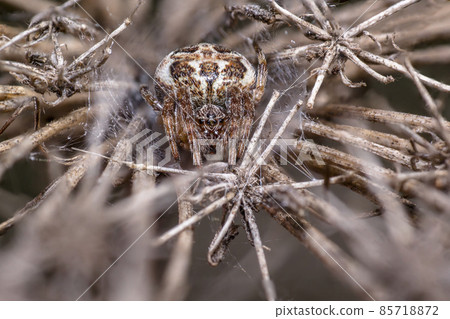 spider in its own web nest on a seasonal plant 85718872