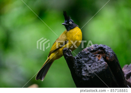 Black-crested Bulbul bird was perched on a branch, looking for food. 85718881