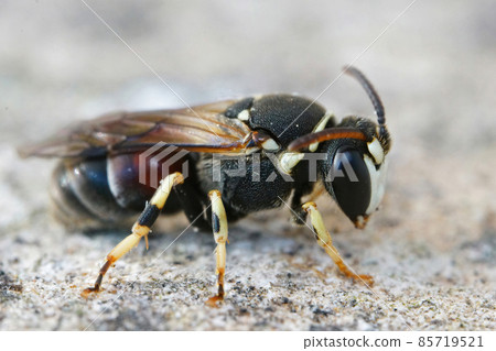Closeup on the colorfull Variegated masked bee, Hylaeus variegatus Closeup on the colorfull Variegated masked bee, Hylaeus variegatus 85719521